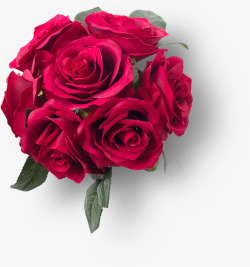 实物七朵红色玫瑰花素材