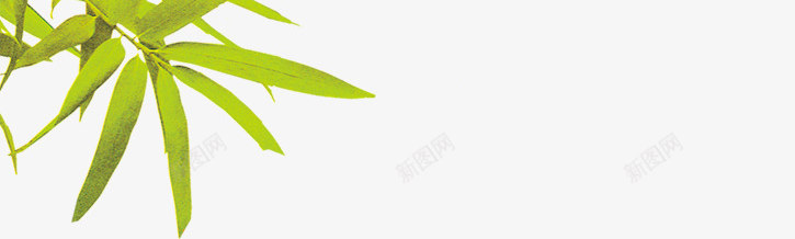 伸展的绿色竹叶端午png免抠素材_新图网 https://ixintu.com 伸展 端午 竹叶 绿色