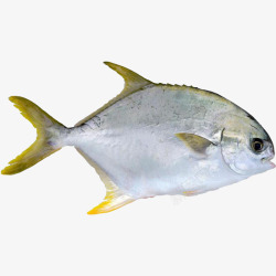 产品生物海洋动物金昌鱼高清图片