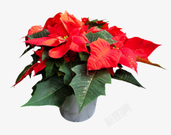 圣诞红色花植物盆栽素材
