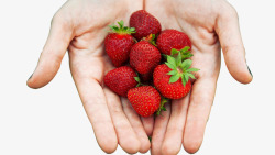 手掌心中的草莓手捧草莓高清图片