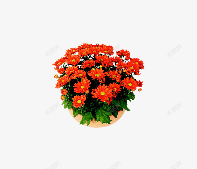 红色雏菊png免抠素材_新图网 https://ixintu.com 居家 盆栽 红色 雏菊