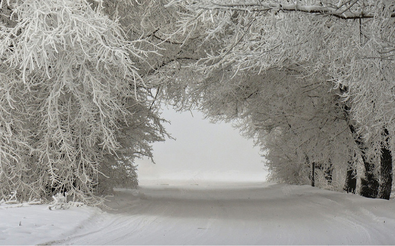 梦幻冬季雪地树林png免抠素材_新图网 https://ixintu.com 冬季 树林 梦幻 雪地