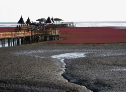 红海滩湿地红海滩湿地公园高清图片