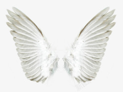 一对白色的翅膀素材