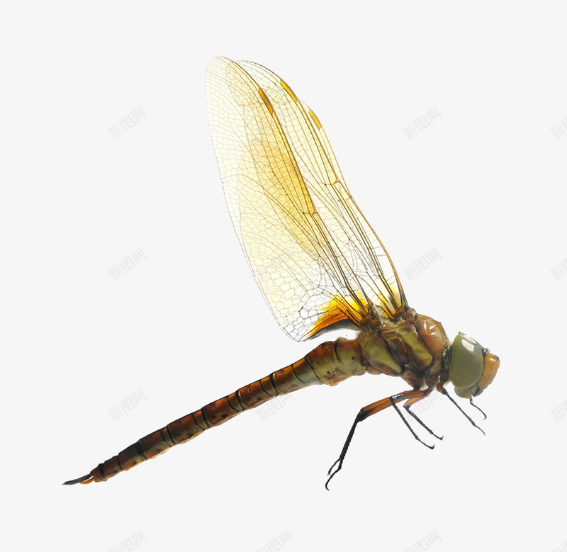 蜻蜓png免抠素材_新图网 https://ixintu.com 昆虫 翅膀 蜻蜓