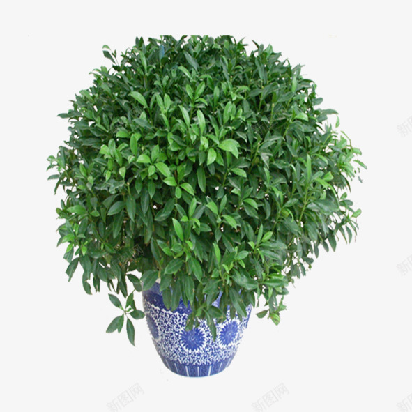 绿色植物png免抠素材_新图网 https://ixintu.com 景观花盆 盆栽 绿化装饰 绿色植物