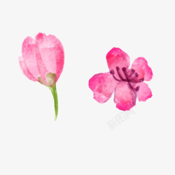 桃花骨朵水彩粉红色花朵花骨朵春季樱花桃矢量图高清图片