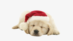带着圣诞帽的一家人小狗高清图片