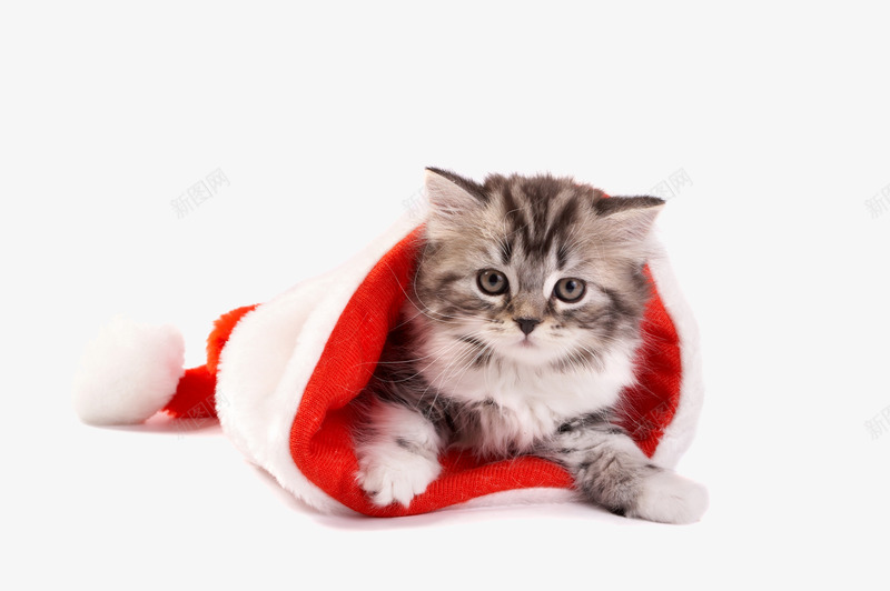 圣诞节红色帽子可爱猫咪片png免抠素材_新图网 https://ixintu.com 可爱 可爱素材 圣诞节帽子 圣诞节素材 圣诞节红色 帽子素材 红色图片