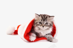 猫咪矢量图片圣诞节红色帽子可爱猫咪片高清图片