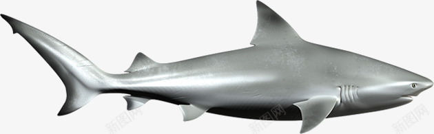 银色公牛鲨png免抠素材_新图网 https://ixintu.com 亮色 公牛鲨 海洋生物素材 猛兽