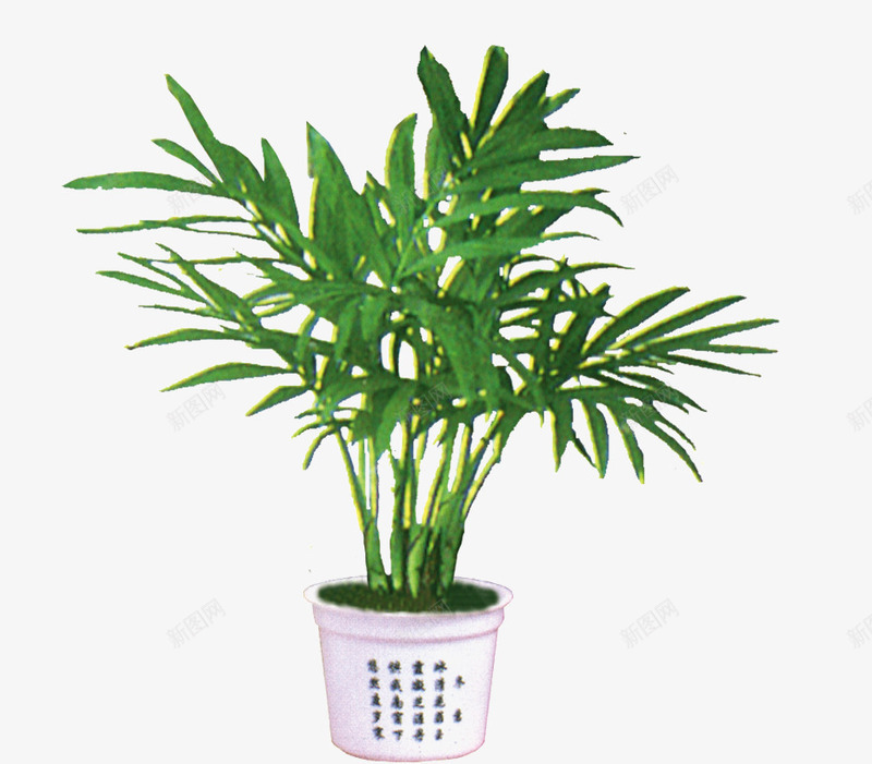 绿色花艺png免抠素材_新图网 https://ixintu.com 植物 盆栽 种花 绿色