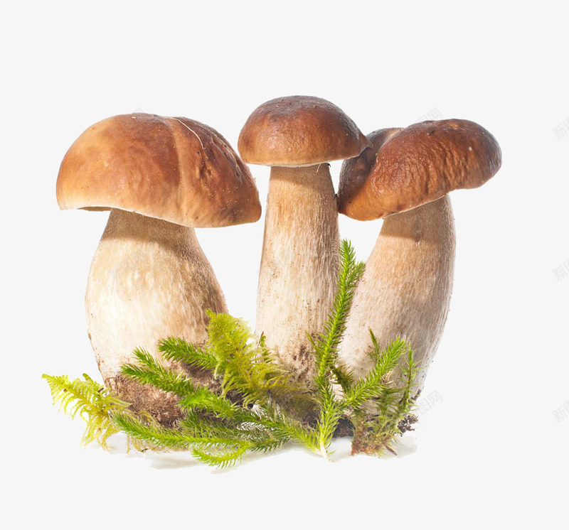 野生蘑菇png免抠素材_新图网 https://ixintu.com 新鲜 菌类 蔬菜 蘑菇