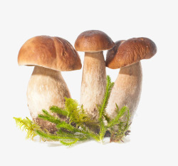 新鲜的蘑菇野生蘑菇高清图片