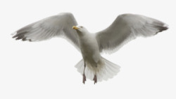 白色羽毛鸽子装饰素材