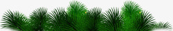 黑绿色黑绿色圣诞节植物装饰高清图片