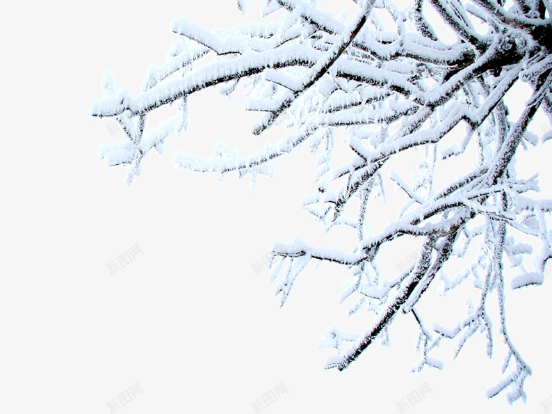 积雪的树枝png免抠素材_新图网 https://ixintu.com 冬季 树枝 白色 积雪 雪花