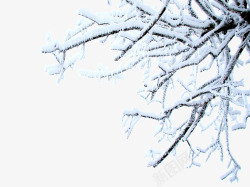 白色积雪积雪的树枝高清图片
