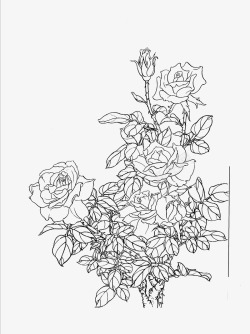 花卉白描线稿素材