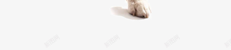 可爱的宠物狗写真png免抠素材_新图网 https://ixintu.com 冬日狗狗 可爱的宠物狗写真 大狗 宠物 宠物摄影 宠物狗 宠物生日快乐 小狗狗玩耍 时尚小狗 毛衣帽子 生日 生日帽子