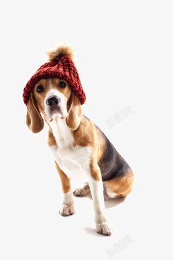 粗毛衣摄影图片可爱的宠物狗写真高清图片