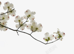 矢量茱萸花典雅的白色茱萸花高清图片
