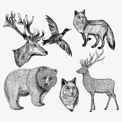 手绘的狼狗动物素描插画高清图片