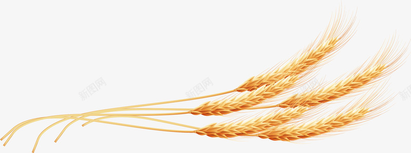 小麦麦穗果实自然食物png免抠素材_新图网 https://ixintu.com 小麦 果实 自然 食物 麦穗