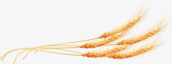 小麦麦穗果实自然食物素材