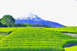 绿油油的大树富士山茶田高清图片
