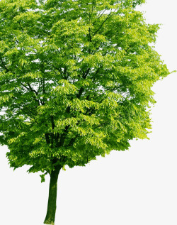 绿色大树美景树叶素材