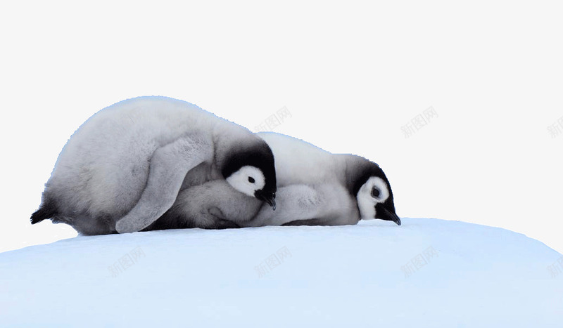 南极雪上的企鹅png免抠素材_新图网 https://ixintu.com 企鹅 南极 南极雪 旅游景区 著名景点