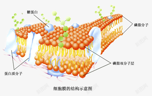 细胞膜结构png免抠素材_新图网 https://ixintu.com 实验 生物 生物科研 病毒 磷脂 科技 细胞 细胞膜 结构 蛋白质