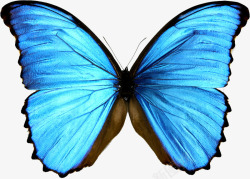 蝶儿蓝色蝴蝶高清图片
