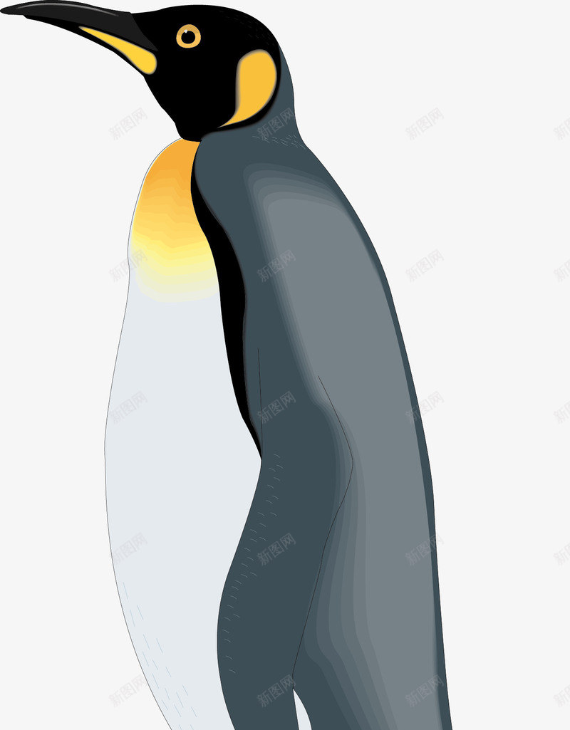 笨笨的企鹅png免抠素材_新图网 https://ixintu.com 企鹅 卡通 可爱 笨蛋