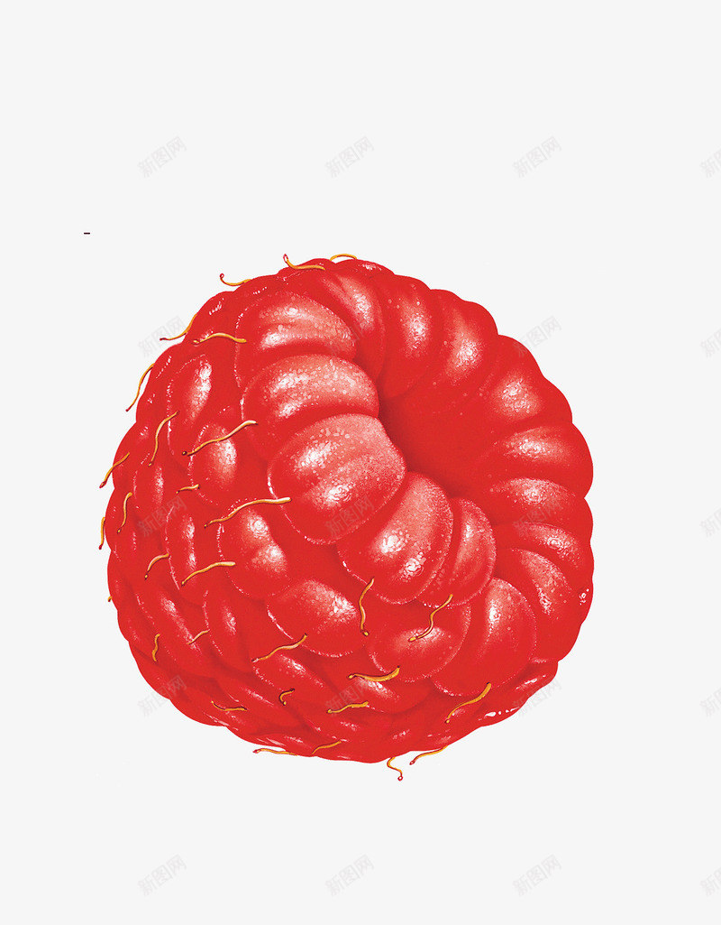 红色的树莓png免抠素材_新图网 https://ixintu.com 果实 树莓 水果 红色 蔬菜 食物