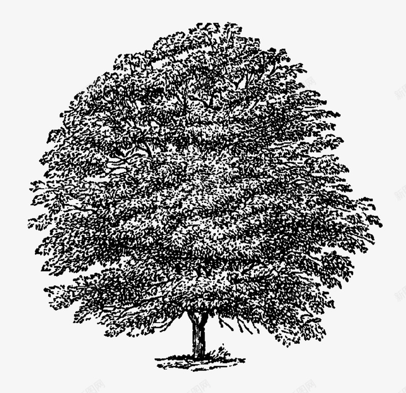 枝繁叶茂的树png免抠素材_新图网 https://ixintu.com 创意树木 大树 手绘树木 树木PNG 树木设计 白描树木