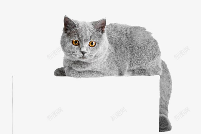 灰色猫咪png免抠素材_新图网 https://ixintu.com 动物素材 宠物 小猫 灰色