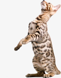 抬头看的猫孟加拉小猫抬头看高清图片