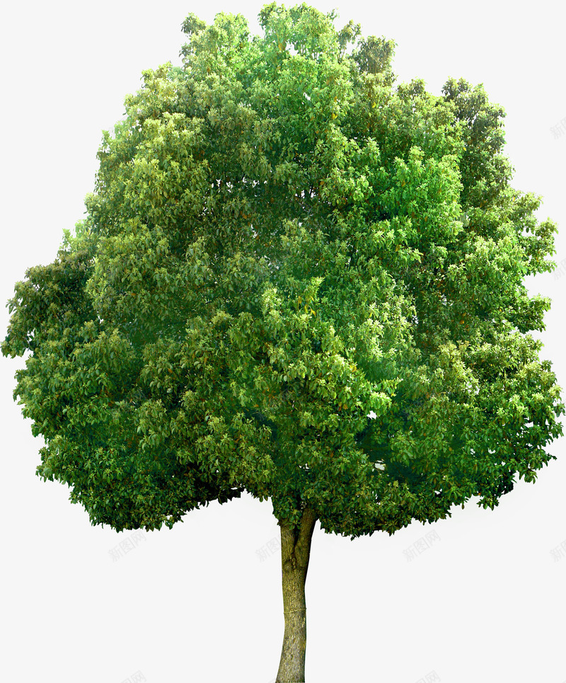 大树环境渲染效果png免抠素材_新图网 https://ixintu.com 大树 效果 渲染 环境