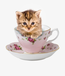 茶杯小猫素材