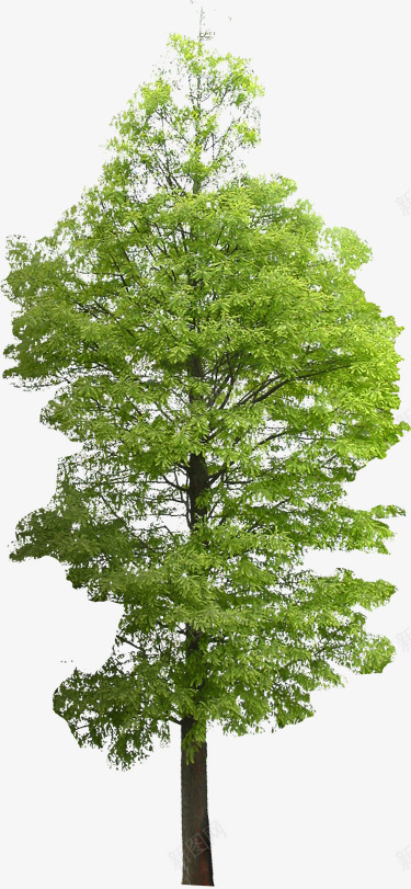创意合成效果摄影绿色大树环境png免抠素材_新图网 https://ixintu.com 创意 合成 大树 摄影 效果 环境 素材 绿色
