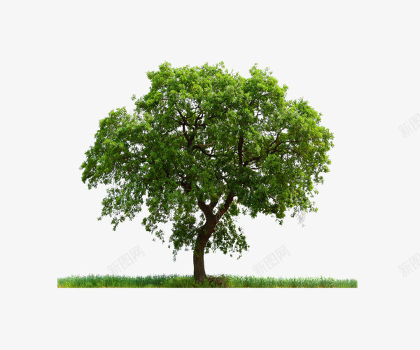绿色蓬松大树png免抠素材_新图网 https://ixintu.com 产品实物 大树 大自然 植物 绿色 蓬松