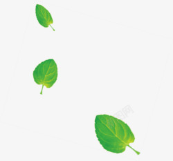 漂浮的小叶子漂浮的绿色小叶子高清图片