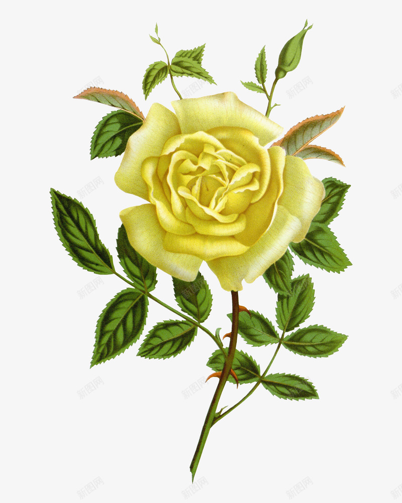 一朵黄色的月季花png免抠素材_新图网 https://ixintu.com 叶子 月季花 植物 美丽的 花卉 花朵 花瓣
