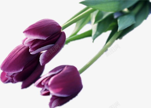紫色的郁金香png免抠素材_新图网 https://ixintu.com 三枝花 绿叶 美丽的花 花朵