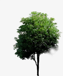 绿化大树美景植物素材