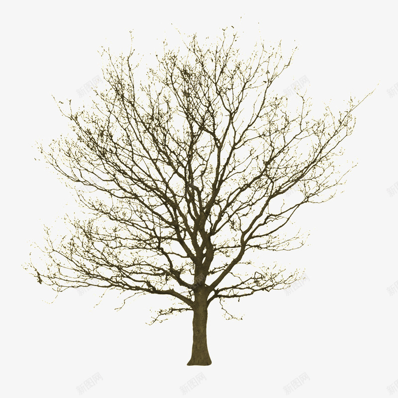 冬季枯木png免抠素材_新图网 https://ixintu.com 一棵树 冬季 枯木 枯树