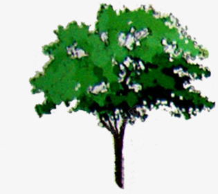 绿色大树创意美景png免抠素材_新图网 https://ixintu.com 创意 大树 绿色 美景